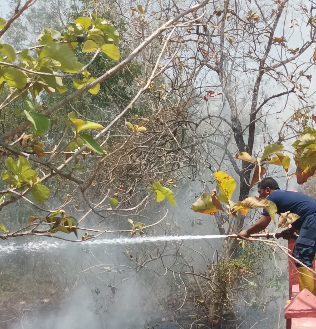 Kebakaran Lahan Gambut Di Sampang Diduga Akibat Putung Rokok Madura