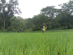 Serangan Hama Mulai Merambat Ke Tanaman Padi
