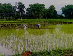 Sudah Pergantian Tahun, Manfaat Kartu Tani Masih Tidak Jelas