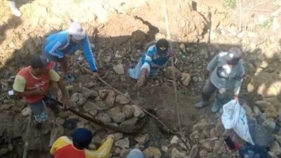 Warga Kecamatan Robatal Dihebohkan Dengan Penemuan Ular Piton Sepanjang Tiga Meter
