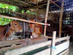 Warga Sampang Dihantui Oleh Virus Yang Menyerang Hewan Ternak