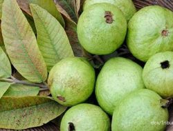 Buah Limus: Khasiat Luar Biasa untuk Kesehatan