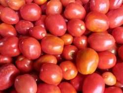 Stok Cukup, Harga Tomat Aceh Tengah Stabil 27 Oktober 2025