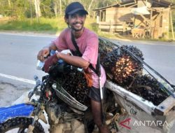 Harga Referensi CPO Naik Sedikit pada November 2025 Jadi USD 963,75/MT