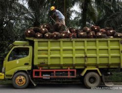 Bumi Makmur Anugerahagung Percaya Konsumsi CPO Dalam Negeri Tumbuh Pesat