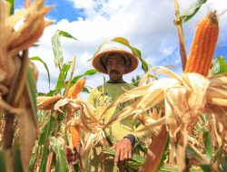Produksi Jagung Kering Kaltim Melonjak 275 Persen di Tahun 2025