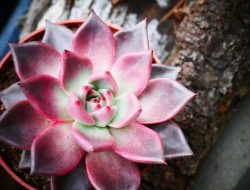 Mengenal Stress Coloring, Rahasia Warna Indah Sukulen