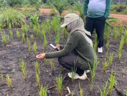 Dinpanpertan Bangka Usulkan 8 Varietas Padi Lokal ke Kementan, Petani Berharap Ditetapkan