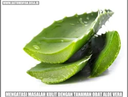 Aloe Vera dan Obat: Bahaya Interaksi yang Mengancam Kesehatan