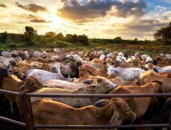 Peternakan Sapi Terbesar Dunia yang Menopang Industri Daging Amerika