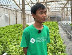Tiga Tahun Berkebun Hidroponik, Petani Milenial Madiun Dibanjiri Pesanan dari Program MBG