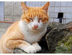 Atasi Kecemasan Sosial, Wanita Cina Selamatkan 120 Kucing Lewat 100 Pernikahan