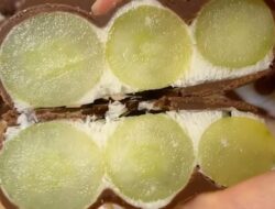 Resep Yogurt Anggur yang Viral, Dessert Sehat dan Sederhana