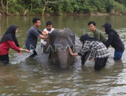 Kemenhut Bersama India Lindungi Gajah Sumatera dari Virus EEHV